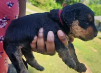 EnchantedAiredales - Red, a male Airedale Terrier for sale in Valdosta, GA – Photo 5 of 6