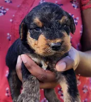 EnchantedAiredales - Red, a male Airedale Terrier for sale in Valdosta, GA – Photo 3 of 6