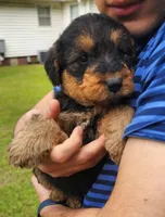 EnchantedAiredales - Brown, a female Airedale Terrier for sale in Valdosta, GA – Photo 5 of 10