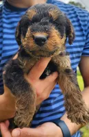 EnchantedAiredales - Brown, a female Airedale Terrier for sale in Valdosta, GA – Photo 8 of 10