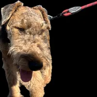 DORIAN, a male Airedale Terrier for sale in Valdosta, GA – Photo 5 of 10