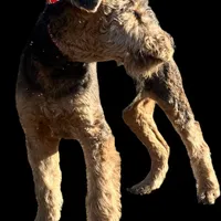 DORIAN, a male Airedale Terrier for sale in Valdosta, GA – Photo 4 of 10