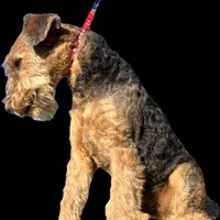 DORIAN, a male Airedale Terrier for sale in Valdosta, GA – Photo 9 of 10