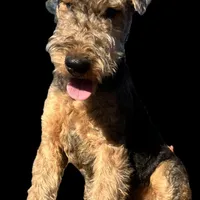 DORIAN, a male Airedale Terrier for sale in Valdosta, GA – Photo 7 of 10