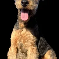 DORIAN, a male Airedale Terrier for sale in Valdosta, GA – Photo 1 of 10