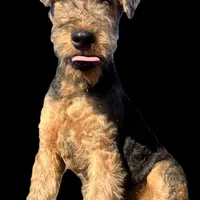 DORIAN, a male Airedale Terrier for sale in Valdosta, GA – Photo 8 of 10