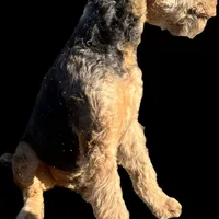 DORIAN, a male Airedale Terrier for sale in Valdosta, GA – Photo 6 of 10