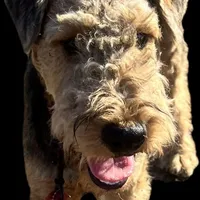DORIAN, a male Airedale Terrier for sale in Valdosta, GA – Photo 3 of 10