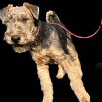 DORIAN, a male Airedale Terrier for sale in Valdosta, GA – Photo 2 of 10