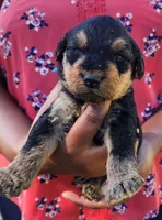 EnchantedAiredales - Dark Blue, a male Airedale Terrier for sale in Valdosta, GA – Photo 2 of 7