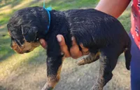 EnchantedAiredales - Dark Blue, a male Airedale Terrier for sale in Valdosta, GA – Photo 5 of 7