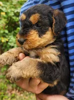 EnchantedAiredales - Blue, a male Airedale Terrier for sale in Valdosta, GA – Photo 5 of 8