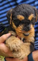 EnchantedAiredales - Blue, a male Airedale Terrier for sale in Valdosta, GA – Photo 7 of 8