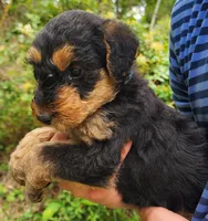 EnchantedAiredales - Blue, a male Airedale Terrier for sale in Valdosta, GA – Photo 6 of 8