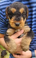 EnchantedAiredales - Blue, a male Airedale Terrier for sale in Valdosta, GA – Photo 1 of 8
