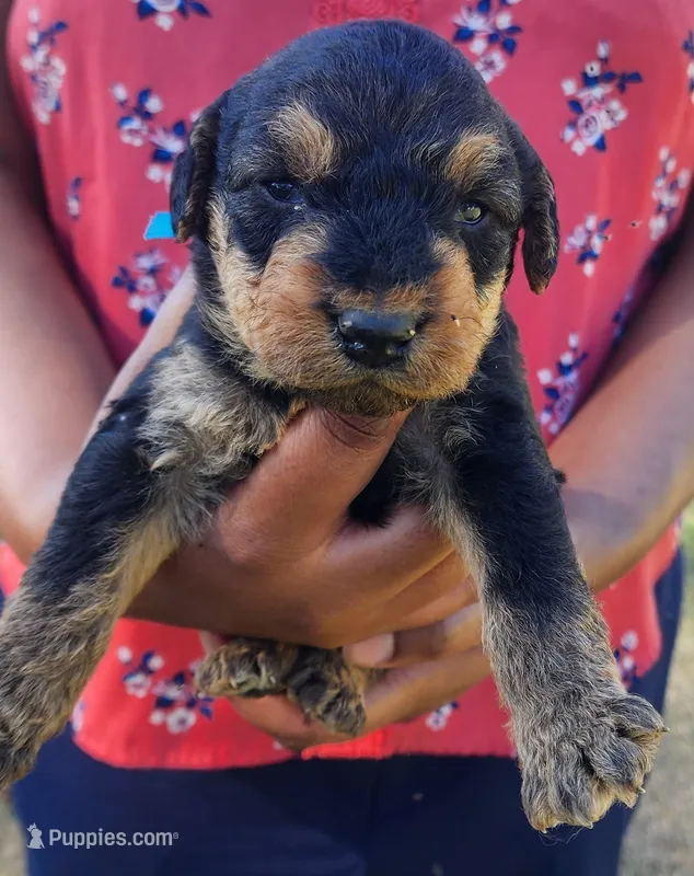EnchantedAiredales - Dark Blue – Airedale Terrier puppy for sale in Valdosta, GA