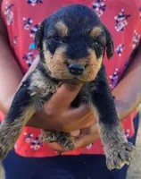 EnchantedAiredales - Dark Blue, a male Airedale Terrier for sale in Valdosta, GA – Photo 1 of 7