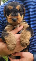 EnchantedAiredales - Blue, a male Airedale Terrier for sale in Valdosta, GA – Photo 3 of 8