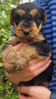 EnchantedAiredales - Blue, a male Airedale Terrier for sale in Valdosta, GA – Photo 2 of 8