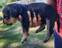 EnchantedAiredales - Dark Blue, a male Airedale Terrier for sale in Valdosta, GA – Photo 4 of 7