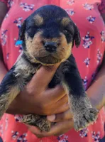 EnchantedAiredales - Dark Blue, a male Airedale Terrier for sale in Valdosta, GA – Photo 3 of 7