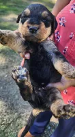 EnchantedAiredales - Dark Blue, a male Airedale Terrier for sale in Valdosta, GA – Photo 6 of 7
