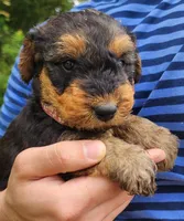 EnchantedAiredales - Pink, a male Airedale Terrier for sale in Valdosta, GA – Photo 6 of 10