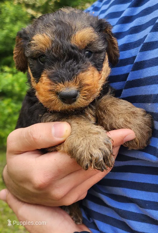 EnchantedAiredales - Pink – Airedale Terrier puppy for sale in Valdosta, GA