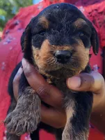 EnchantedAiredales - Dark Pink, a female Airedale Terrier for sale in Valdosta, GA – Photo 4 of 10