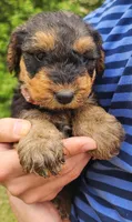 EnchantedAiredales - Pink, a male Airedale Terrier for sale in Valdosta, GA – Photo 9 of 10