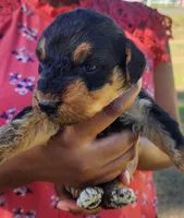 EnchantedAiredales - Dark Pink, a female Airedale Terrier for sale in Valdosta, GA – Photo 5 of 10