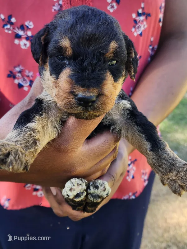 EnchantedAiredales - Dark Pink – Airedale Terrier puppy for sale in Valdosta, GA