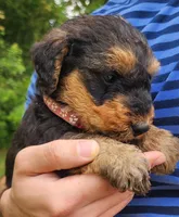 EnchantedAiredales - Pink, a male Airedale Terrier for sale in Valdosta, GA – Photo 4 of 10
