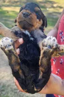 EnchantedAiredales - Dark Pink, a female Airedale Terrier for sale in Valdosta, GA – Photo 7 of 10
