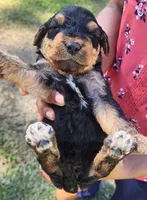 EnchantedAiredales - Dark Pink, a female Airedale Terrier for sale in Valdosta, GA – Photo 9 of 10