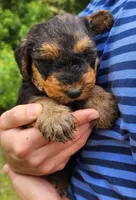 EnchantedAiredales - Pink, a male Airedale Terrier for sale in Valdosta, GA – Photo 10 of 10