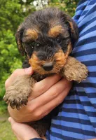 EnchantedAiredales - Pink, a male Airedale Terrier for sale in Valdosta, GA – Photo 7 of 10