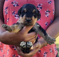 EnchantedAiredales - Dark Pink, a female Airedale Terrier for sale in Valdosta, GA – Photo 2 of 10
