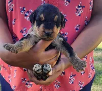 EnchantedAiredales - Dark Pink, a female Airedale Terrier for sale in Valdosta, GA – Photo 3 of 10