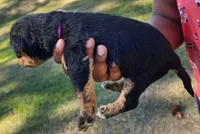 EnchantedAiredales - Dark Pink, a female Airedale Terrier for sale in Valdosta, GA – Photo 6 of 10