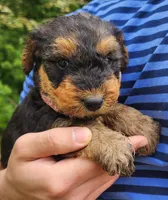 EnchantedAiredales - Pink, a male Airedale Terrier for sale in Valdosta, GA – Photo 2 of 10