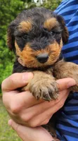 EnchantedAiredales - Pink, a male Airedale Terrier for sale in Valdosta, GA – Photo 3 of 10