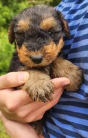 EnchantedAiredales - Pink, a male Airedale Terrier for sale in Valdosta, GA – Photo 8 of 10