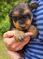 EnchantedAiredales - Pink, a male Airedale Terrier for sale in Valdosta, GA – Photo 5 of 10
