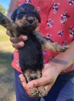 EnchantedAiredales - Purple, a female Airedale Terrier for sale in Valdosta, GA – Photo 5 of 5