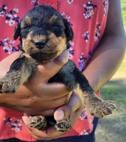 EnchantedAiredales - Purple, a female Airedale Terrier for sale in Valdosta, GA – Photo 4 of 5