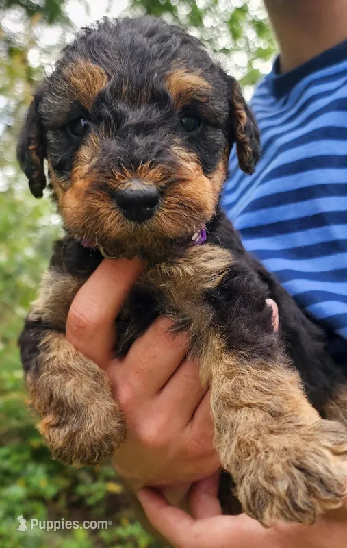 EnchantedAiredales - Purple – Airedale Terrier puppy for sale in Valdosta, GA