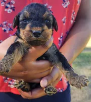 EnchantedAiredales - Purple, a female Airedale Terrier for sale in Valdosta, GA – Photo 2 of 5