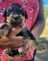EnchantedAiredales - Purple, a female Airedale Terrier for sale in Valdosta, GA – Photo 3 of 5
