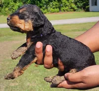 EnchantedAiredales - Purple, a female Airedale Terrier for sale in Valdosta, GA – Photo 1 of 5